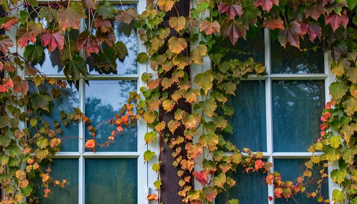 Window with colourful vines