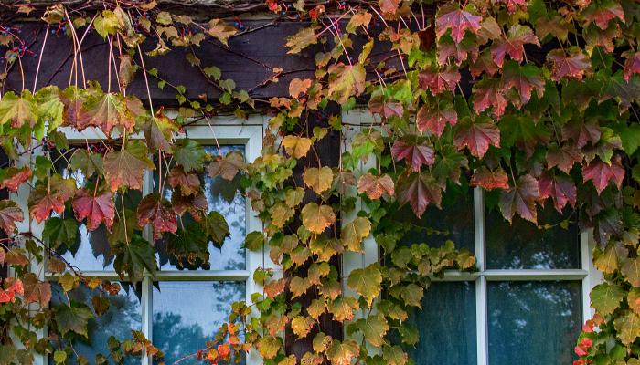 Window with colourful vines