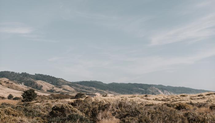 Brown grassy field.