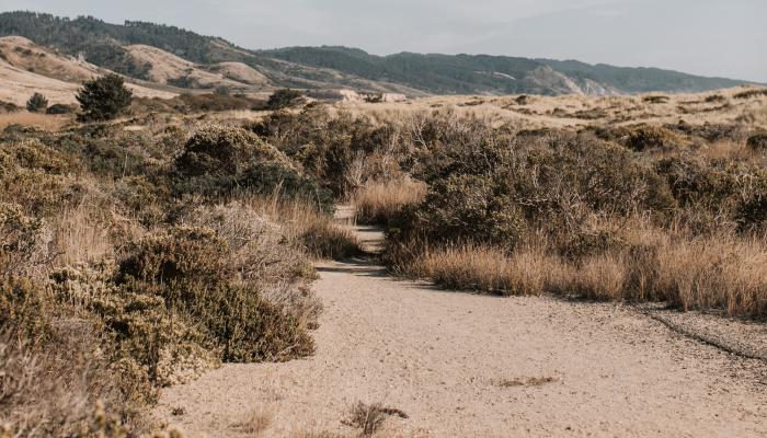 Brown grassy field.