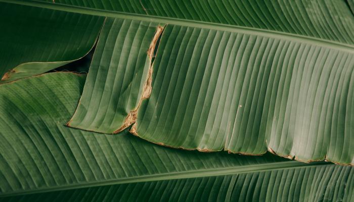 Green leaf plant.