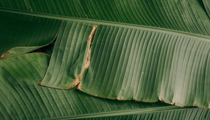 Green leaf plant.