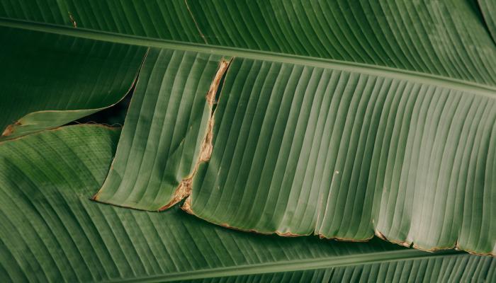 green-leaf-plant.jpg