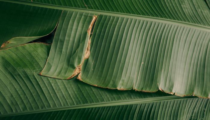 green-leaf-plant.jpg
