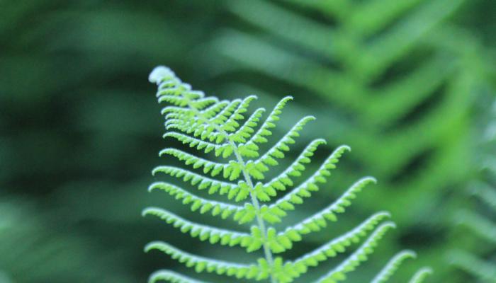 green-fern.jpg