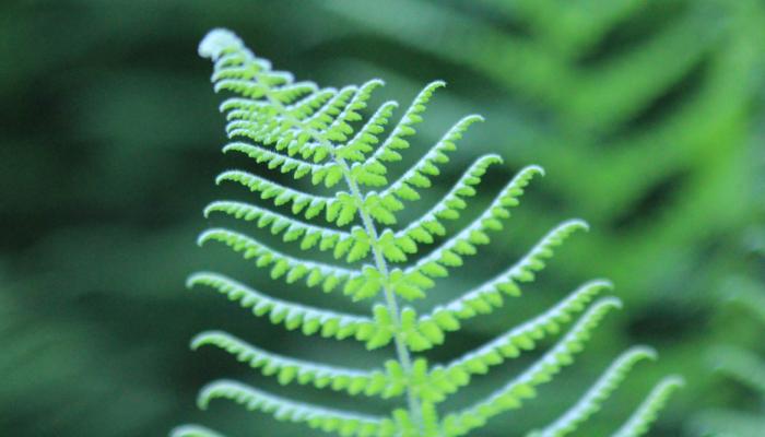 green-fern.jpg